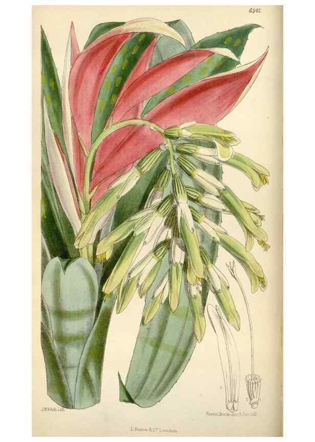 Reproducción/Reproduction 35009898010: Curtis's botanical magazine.. London ; New York [etc.] :Academic Press [etc.]