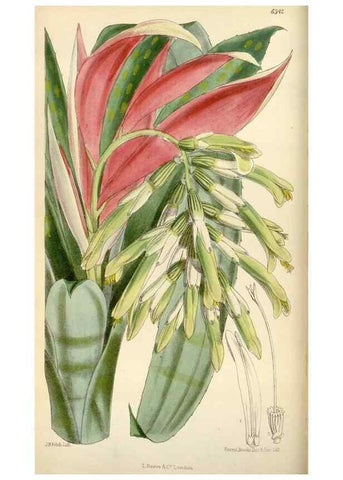 Reproducción/Reproduction 35009898010: Curtis's botanical magazine.. London ; New York [etc.] :Academic Press [etc.]