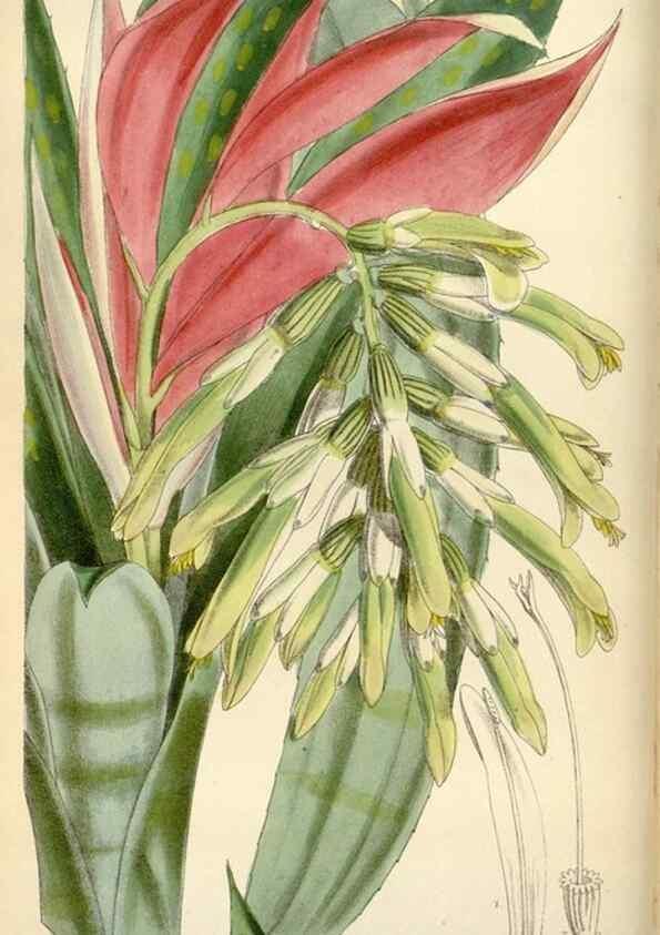 Reproducción/Reproduction 35009898010: Curtis's botanical magazine.. London ; New York [etc.] :Academic Press [etc.]