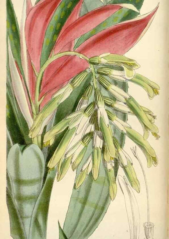 Reproducción/Reproduction 35009898010: Curtis's botanical magazine.. London ; New York [etc.] :Academic Press [etc.]