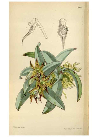 Reproducción/Reproduction 34554162934: Curtis's botanical magazine.. London ; New York [etc.] :Academic Press [etc.]