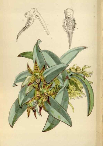 Reproducción/Reproduction 34554162934: Curtis's botanical magazine.. London ; New York [etc.] :Academic Press [etc.]