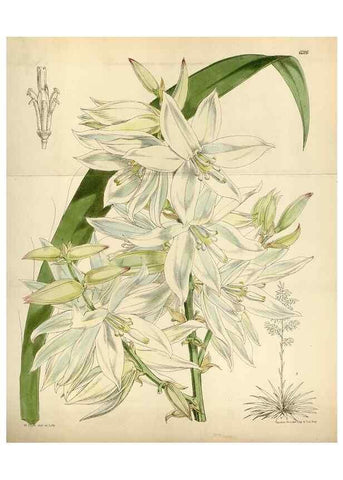 Reproducción/Reproduction 35230308332: Curtis's botanical magazine.. London ; New York [etc.] :Academic Press [etc.]