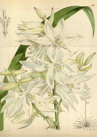Reproducción/Reproduction 35230308332: Curtis's botanical magazine.. London ; New York [etc.] :Academic Press [etc.]