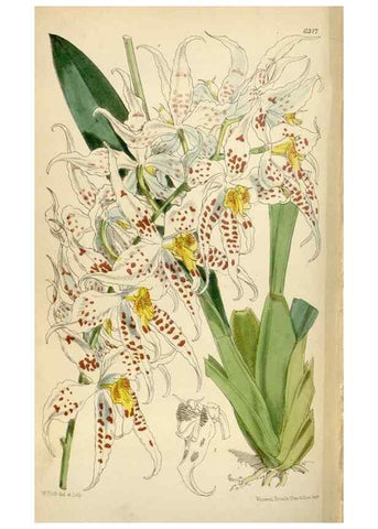 Reproducción/Reproduction 35230309402: Curtis's botanical magazine.. London ; New York [etc.] :Academic Press [etc.]