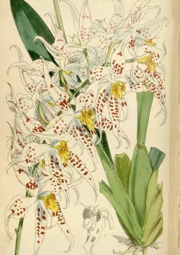 Reproducción/Reproduction 35230309402: Curtis's botanical magazine.. London ; New York [etc.] :Academic Press [etc.]