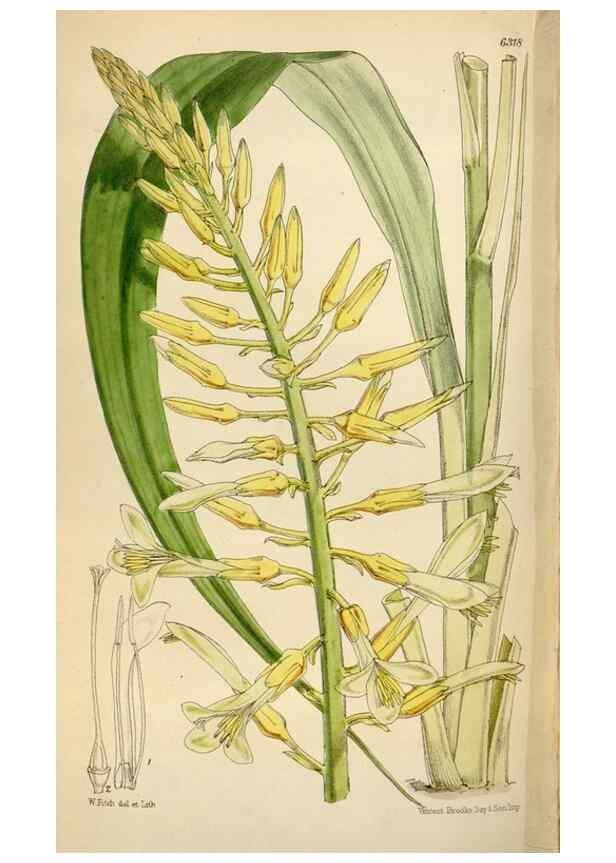 Reproducción/Reproduction 35267131311: Curtis's botanical magazine.. London ; New York [etc.] :Academic Press [etc.]