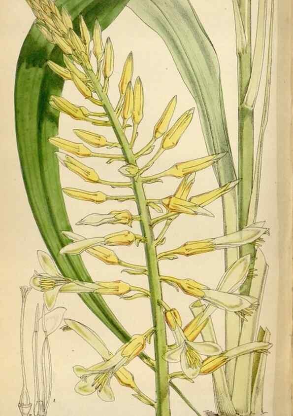 Reproducción/Reproduction 35267131311: Curtis's botanical magazine.. London ; New York [etc.] :Academic Press [etc.]