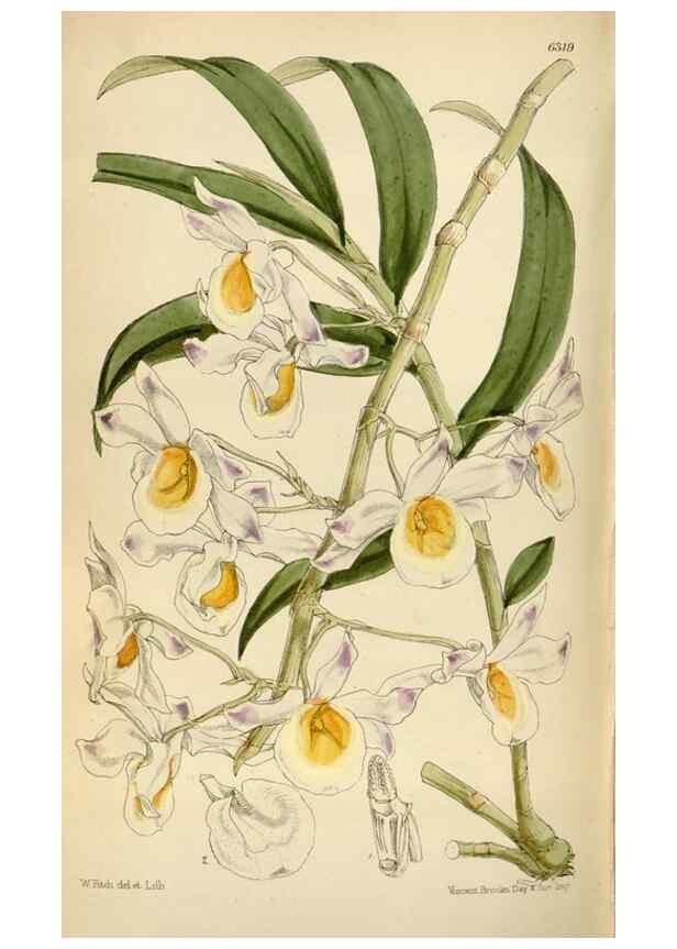 Reproducción/Reproduction 35267135401: Curtis's botanical magazine.. London ; New York [etc.] :Academic Press [etc.]