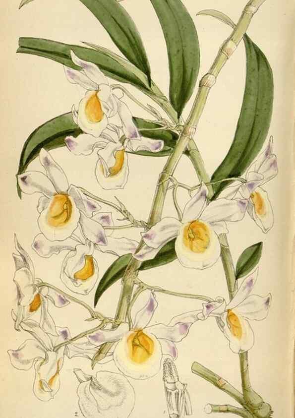 Reproducción/Reproduction 35267135401: Curtis's botanical magazine.. London ; New York [etc.] :Academic Press [etc.]