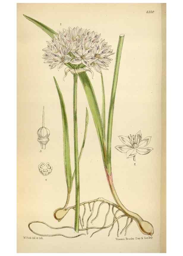 Reproducción/Reproduction 35267138901: Curtis's botanical magazine.. London ; New York [etc.] :Academic Press [etc.]