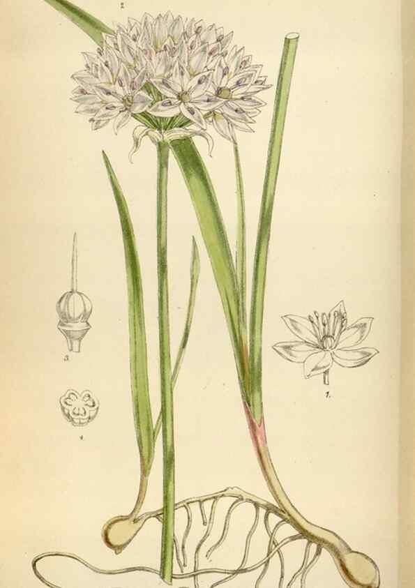 Reproducción/Reproduction 35267138901: Curtis's botanical magazine.. London ; New York [etc.] :Academic Press [etc.]