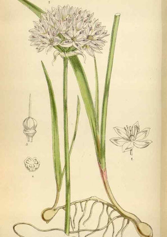 Reproducción/Reproduction 35267138901: Curtis's botanical magazine.. London ; New York [etc.] :Academic Press [etc.]