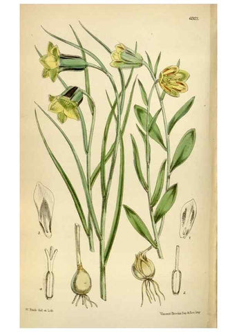 Reproducción/Reproduction 35396584515: Curtis's botanical magazine.. London ; New York [etc.] :Academic Press [etc.]