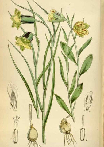 Reproducción/Reproduction 35396584515: Curtis's botanical magazine.. London ; New York [etc.] :Academic Press [etc.]