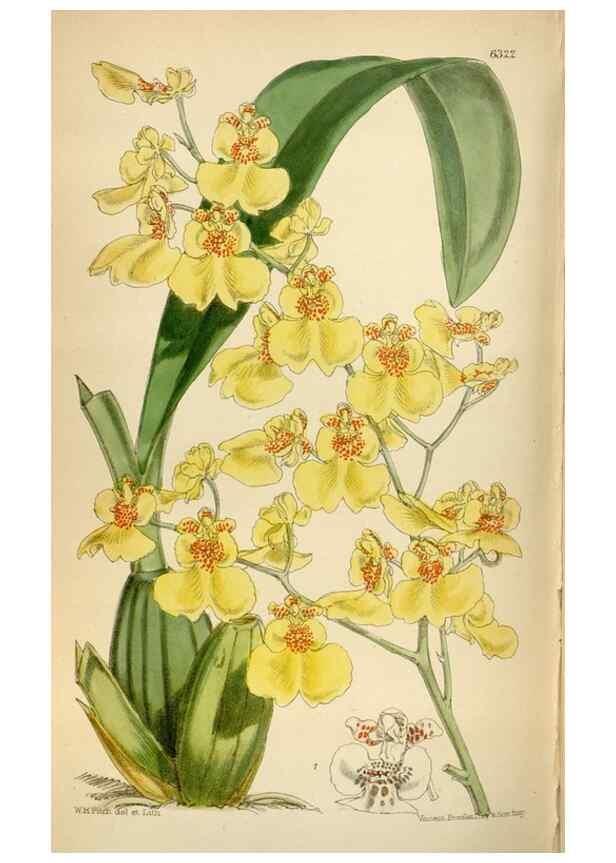 Reproducción/Reproduction 35396586105: Curtis's botanical magazine.. London ; New York [etc.] :Academic Press [etc.]