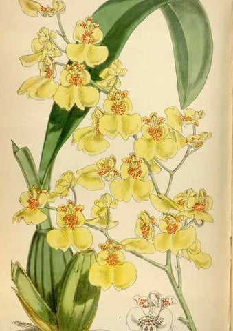 Reproducción/Reproduction 35396586105: Curtis's botanical magazine.. London ; New York [etc.] :Academic Press [etc.]