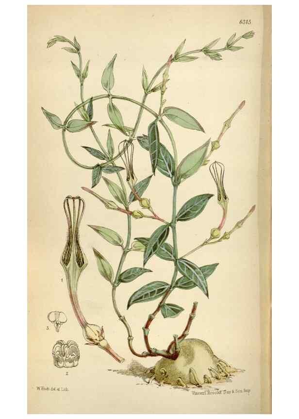 Reproducción/Reproduction 34554165554: Curtis's botanical magazine.. London ; New York [etc.] :Academic Press [etc.]