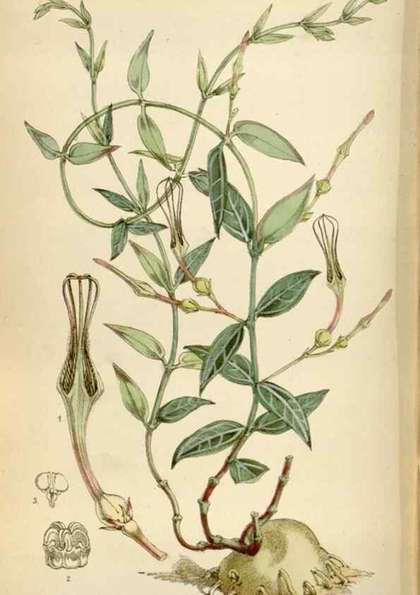 Reproducción/Reproduction 34554165554: Curtis's botanical magazine.. London ; New York [etc.] :Academic Press [etc.]