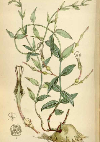 Reproducción/Reproduction 34554165554: Curtis's botanical magazine.. London ; New York [etc.] :Academic Press [etc.]