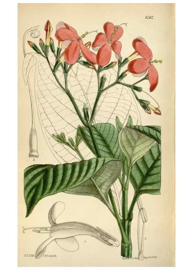 Reproducción/Reproduction 35396766765: Curtis's botanical magazine.. London ; New York [etc.] :Academic Press [etc.]