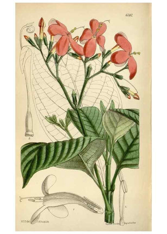 Reproducción/Reproduction 35396766765: Curtis's botanical magazine.. London ; New York [etc.] :Academic Press [etc.]