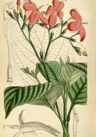 Reproducción/Reproduction 35396766765: Curtis's botanical magazine.. London ; New York [etc.] :Academic Press [etc.]