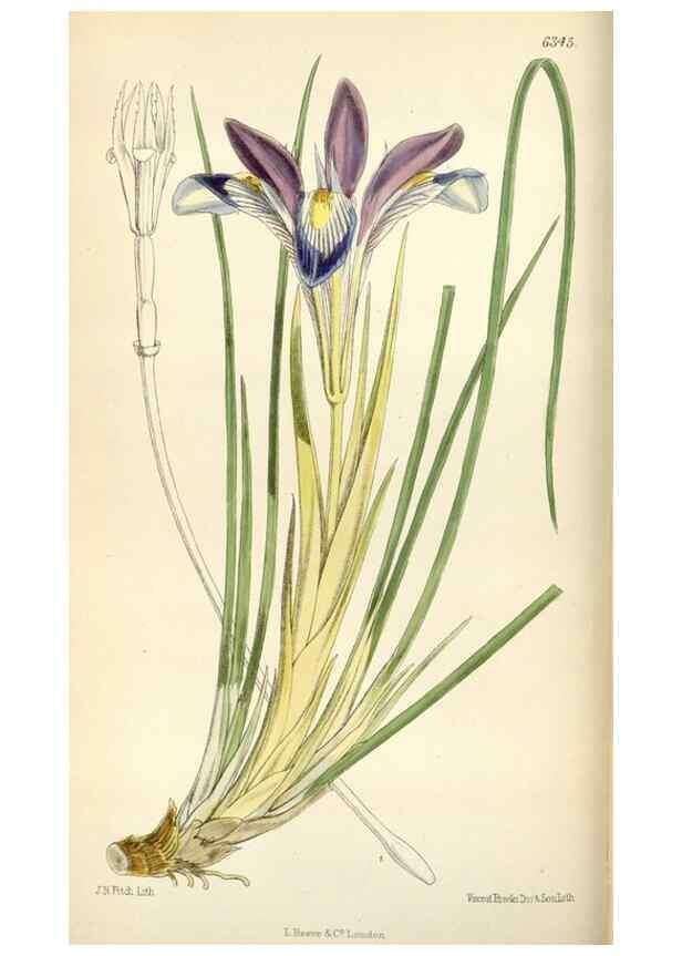Reproducción/Reproduction 35230446522: Curtis's botanical magazine.. London ; New York [etc.] :Academic Press [etc.]