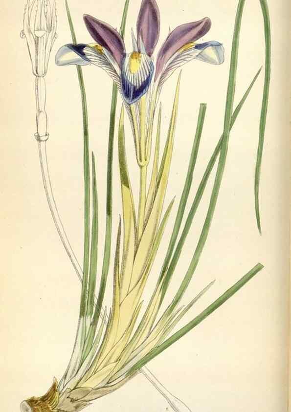 Reproducción/Reproduction 35230446522: Curtis's botanical magazine.. London ; New York [etc.] :Academic Press [etc.]
