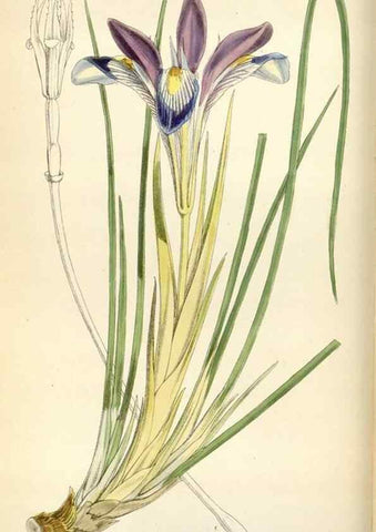 Reproducción/Reproduction 35230446522: Curtis's botanical magazine.. London ; New York [etc.] :Academic Press [etc.]