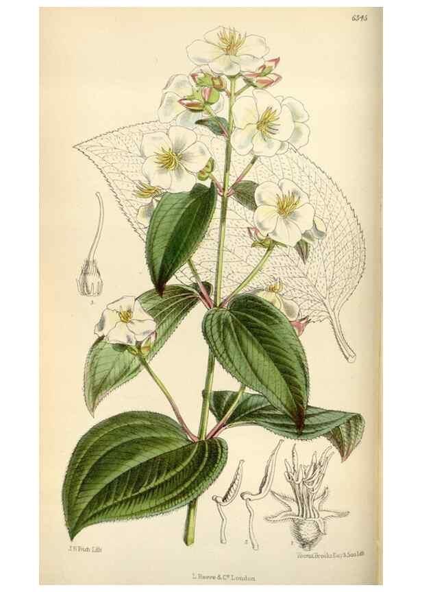 Reproducción/Reproduction 35230451822: Curtis's botanical magazine.. London ; New York [etc.] :Academic Press [etc.]