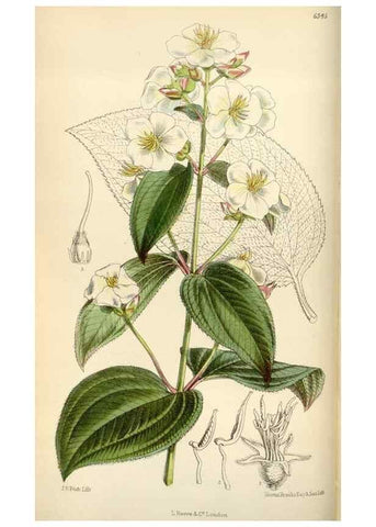 Reproducción/Reproduction 35230451822: Curtis's botanical magazine.. London ; New York [etc.] :Academic Press [etc.]