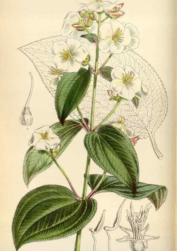 Reproducción/Reproduction 35230451822: Curtis's botanical magazine.. London ; New York [etc.] :Academic Press [etc.]