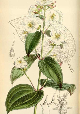 Reproducción/Reproduction 35230451822: Curtis's botanical magazine.. London ; New York [etc.] :Academic Press [etc.]