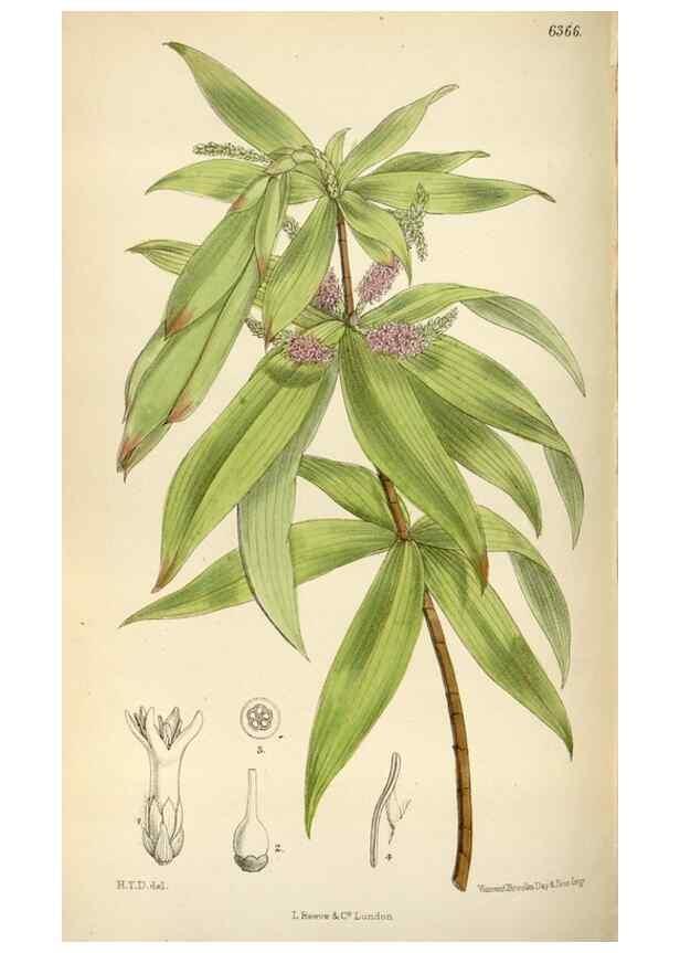 Reproducción/Reproduction 35357657366: Curtis's botanical magazine.. London ; New York [etc.] :Academic Press [etc.]