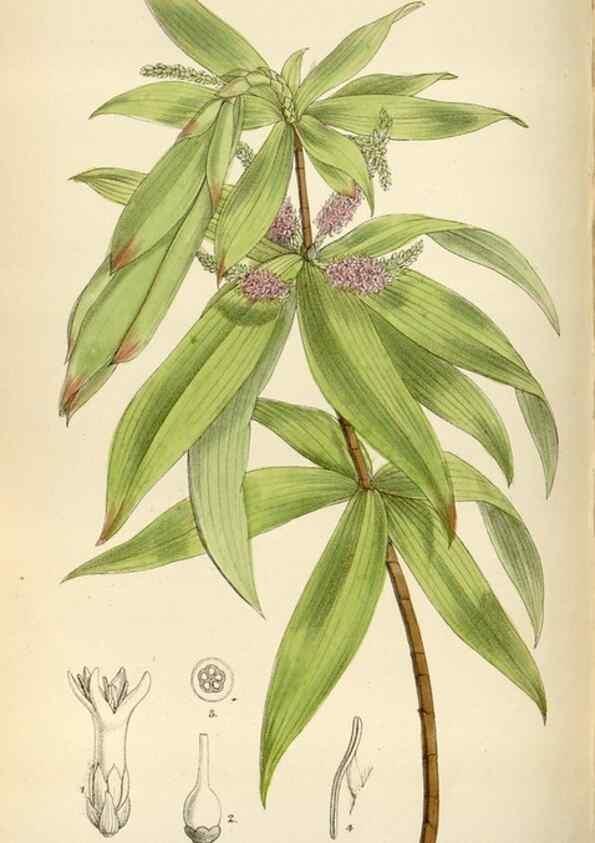 Reproducción/Reproduction 35357657366: Curtis's botanical magazine.. London ; New York [etc.] :Academic Press [etc.]