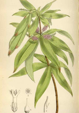 Reproducción/Reproduction 35357657366: Curtis's botanical magazine.. London ; New York [etc.] :Academic Press [etc.]