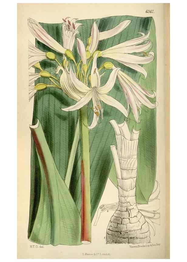 Reproducción/Reproduction 35357659796: Curtis's botanical magazine.. London ; New York [etc.] :Academic Press [etc.]