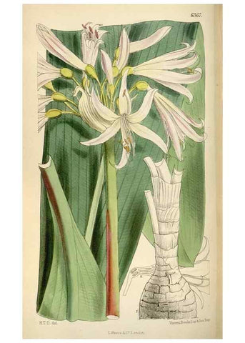 Reproducción/Reproduction 35357659796: Curtis's botanical magazine.. London ; New York [etc.] :Academic Press [etc.]