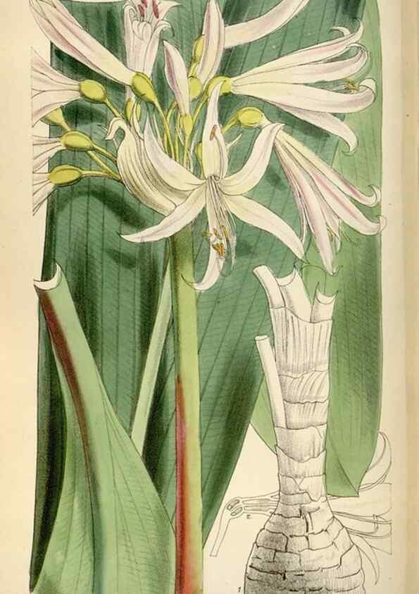 Reproducción/Reproduction 35357659796: Curtis's botanical magazine.. London ; New York [etc.] :Academic Press [etc.]