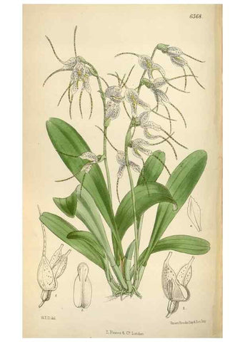 Reproducción/Reproduction 35357663426: Curtis's botanical magazine.. London ; New York [etc.] :Academic Press [etc.]