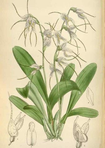 Reproducción/Reproduction 35357663426: Curtis's botanical magazine.. London ; New York [etc.] :Academic Press [etc.]