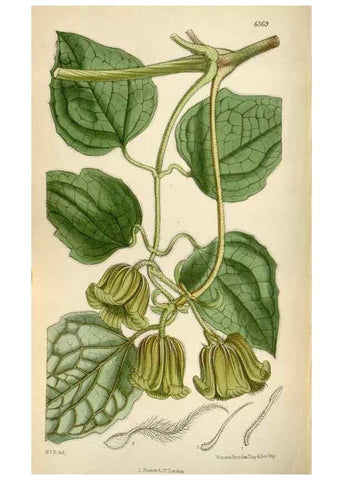 Reproducción/Reproduction 35357666886: Curtis's botanical magazine.. London ; New York [etc.] :Academic Press [etc.]