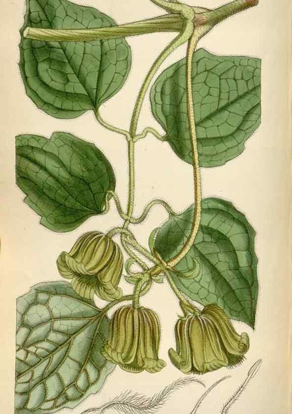 Reproducción/Reproduction 35357666886: Curtis's botanical magazine.. London ; New York [etc.] :Academic Press [etc.]