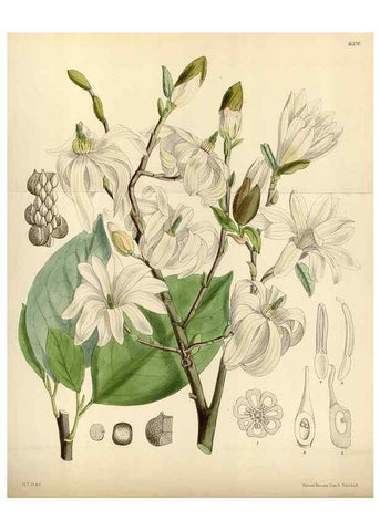 Reproducción/Reproduction 35357672566: Curtis's botanical magazine.. London ; New York [etc.] :Academic Press [etc.]