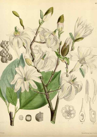 Reproducción/Reproduction 35357672566: Curtis's botanical magazine.. London ; New York [etc.] :Academic Press [etc.]