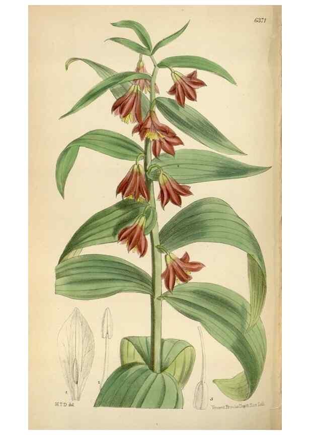 Reproducción/Reproduction 35357676856: Curtis's botanical magazine.. London ; New York [etc.] :Academic Press [etc.]