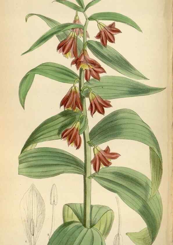 Reproducción/Reproduction 35357676856: Curtis's botanical magazine.. London ; New York [etc.] :Academic Press [etc.]