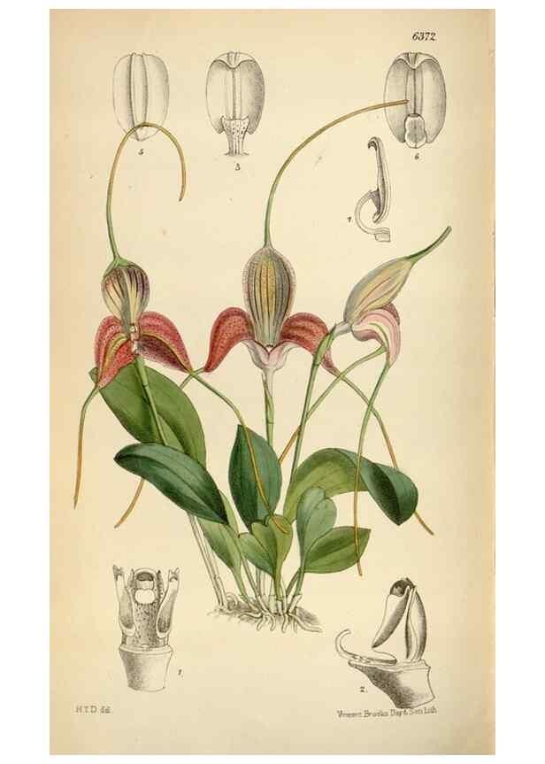 Reproducción/Reproduction 35230517932: Curtis's botanical magazine.. London ; New York [etc.] :Academic Press [etc.]