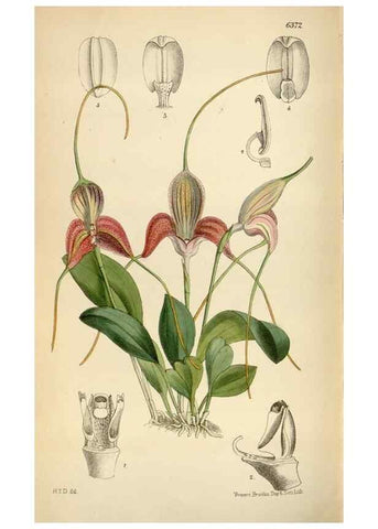 Reproducción/Reproduction 35230517932: Curtis's botanical magazine.. London ; New York [etc.] :Academic Press [etc.]